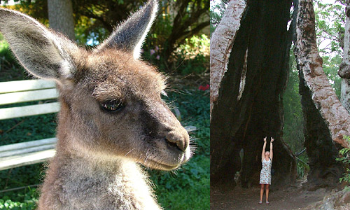Kangaroos und Riesenbäume