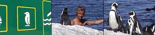 Henning Nockel und die Pinguine