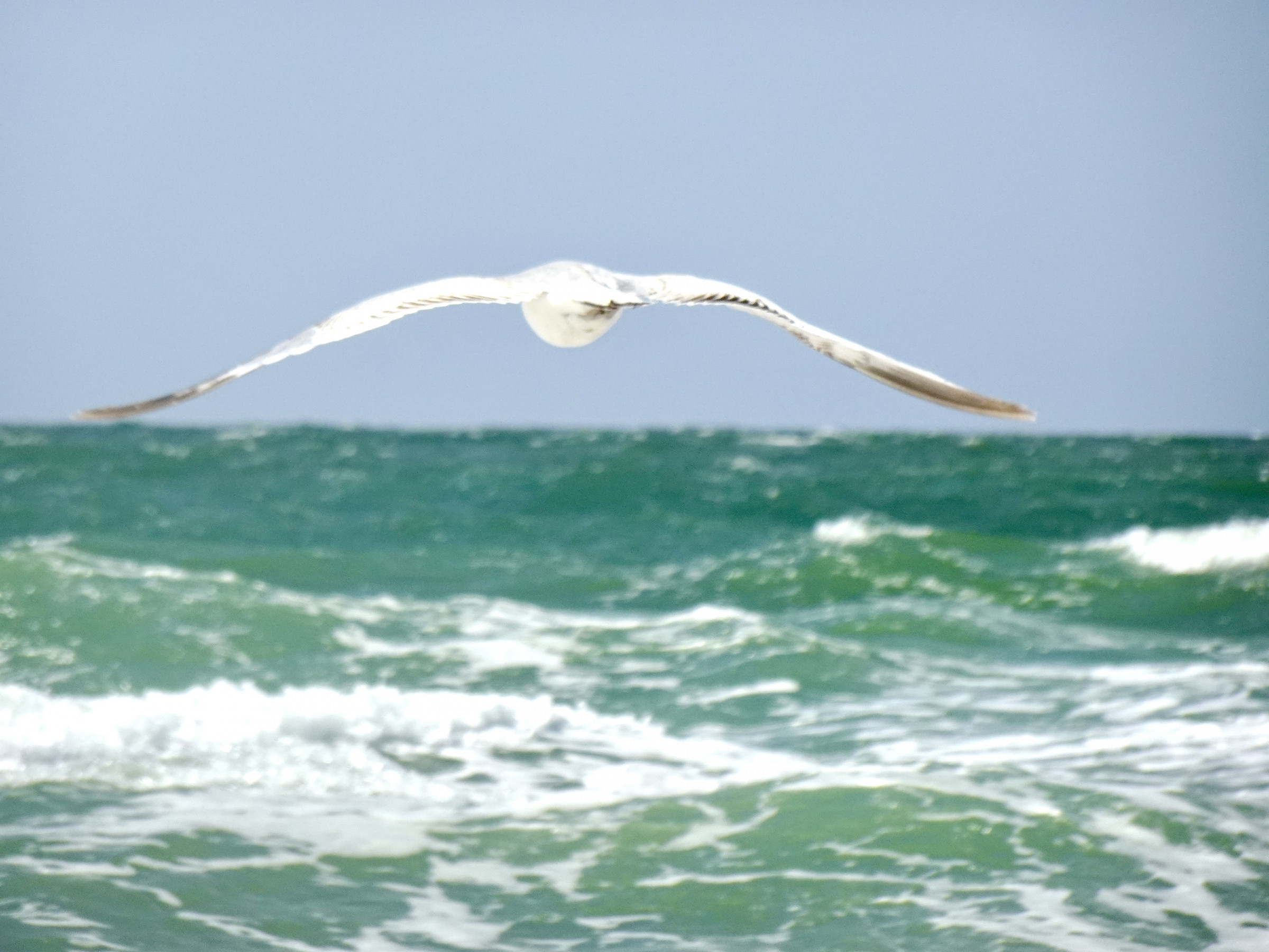29.06.2025 - Nordsee NF