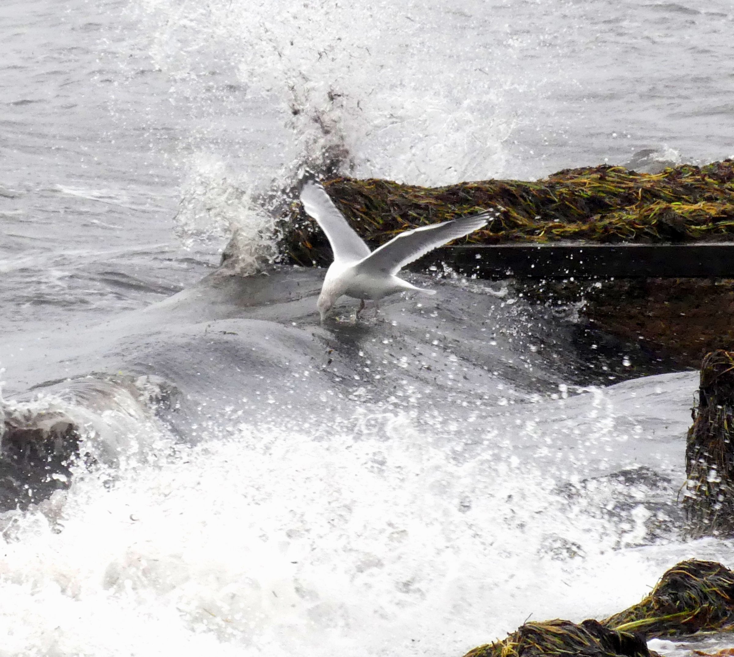 23.10.2025 - Meeschendorf/Fehmarn