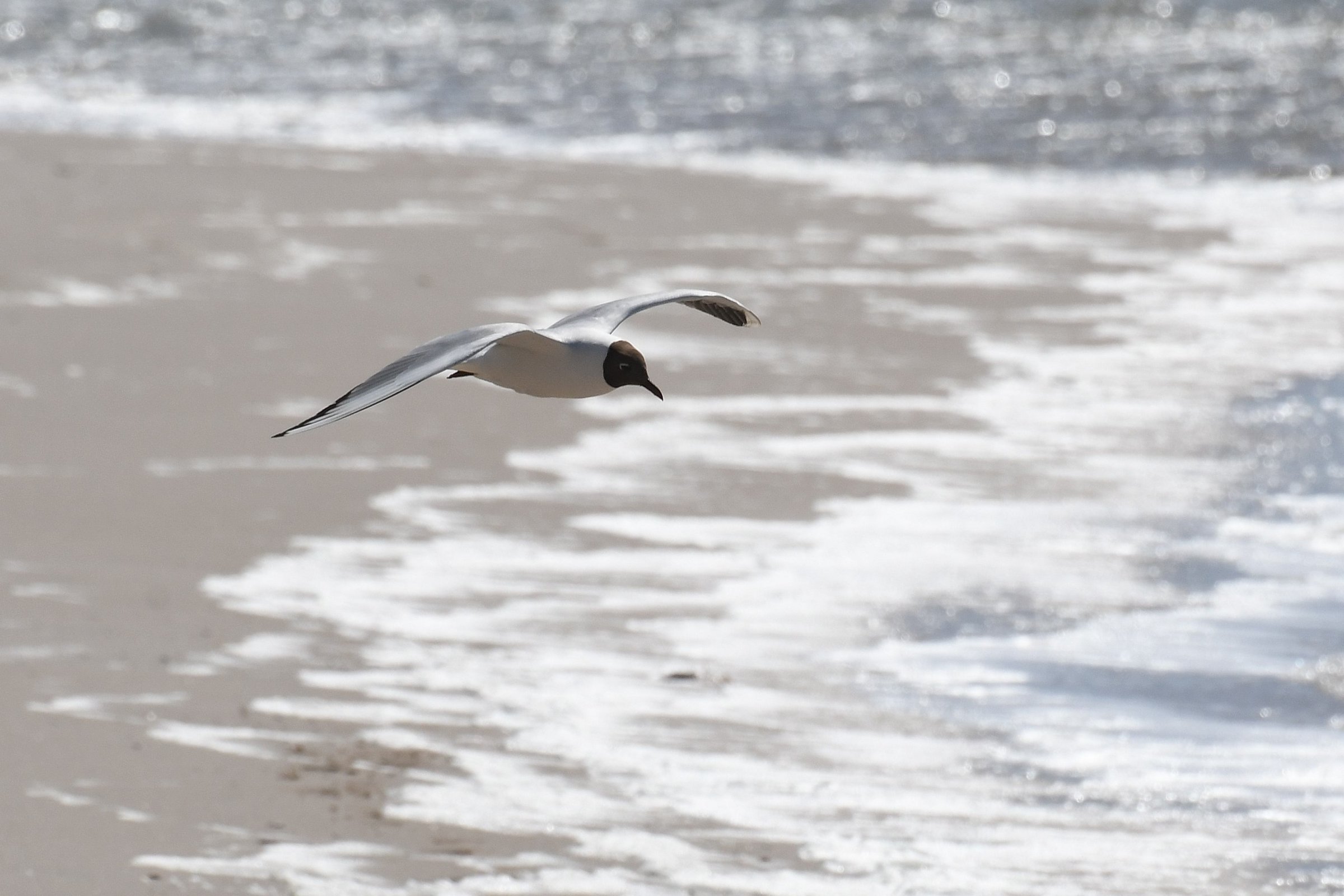 27.05.2026 - Seenot auf Sylt