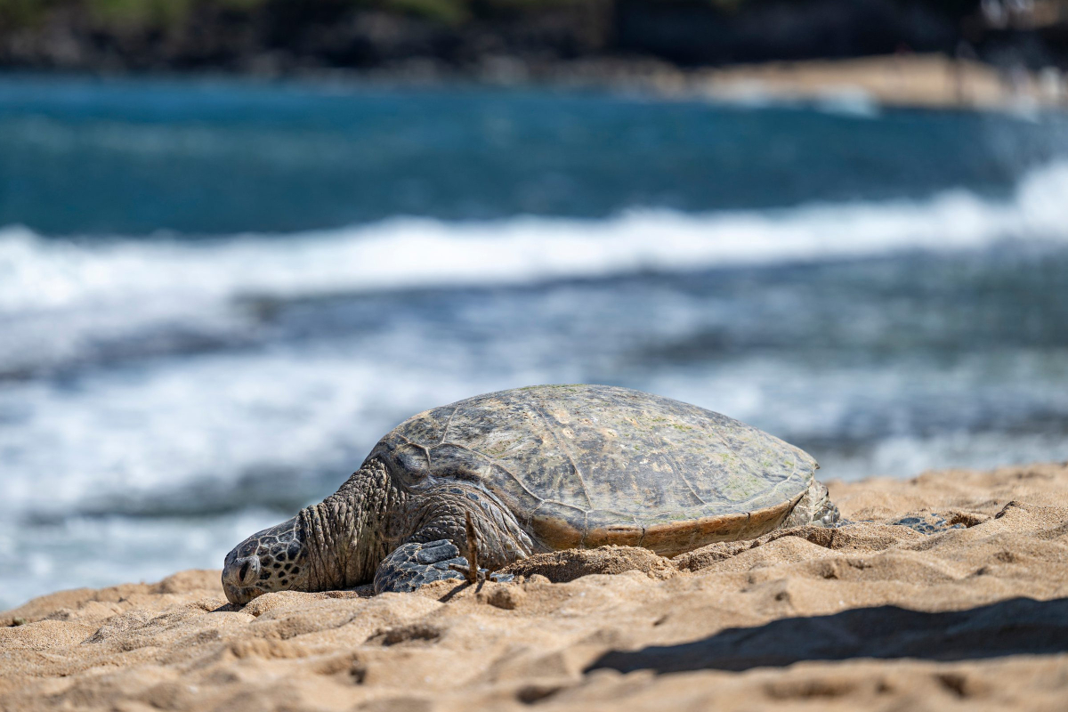 Ein gewohntes Bild mitten im Trubel. Die Schildkröten kommen zur Eiablage nach Hookipa.