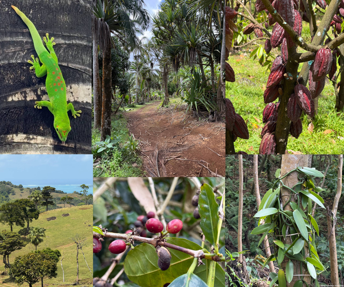 Rechts oben: Kakao, rechts unten: Vanille, unten Mitte: Kaffee