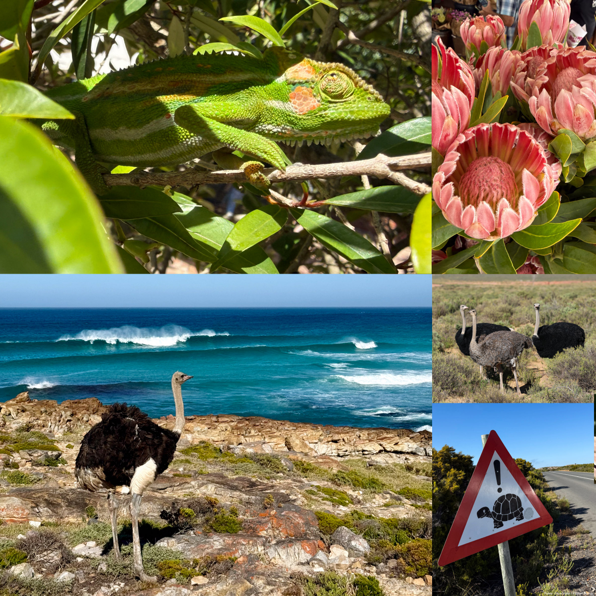 Der Strauß wanderte am Surfspot Platboom vor die Linse. Das Chamäleon wurde am Weingut Jordan gesichtet. Passenderweise gibt es dort auch einen Wein mit dem Namen 'Chamäleon'.