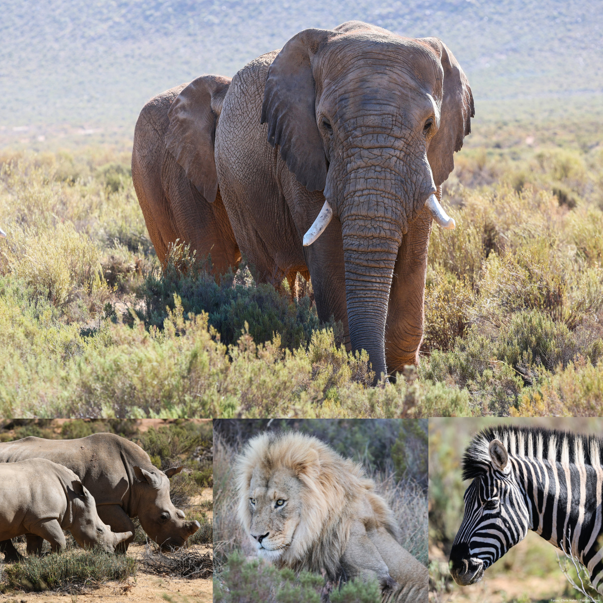 Die Großtiere können in der Aquila Game Reserve rund 150 Kilometer nordöstlich von Kapstadt bestaunt werden.