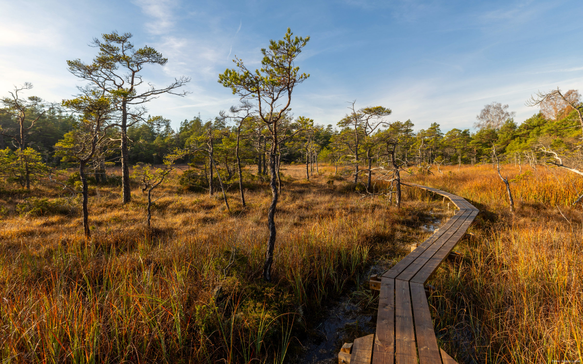 Nationalpark Storre Mosse