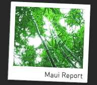 Maui Report